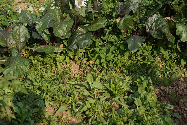 DSC08607